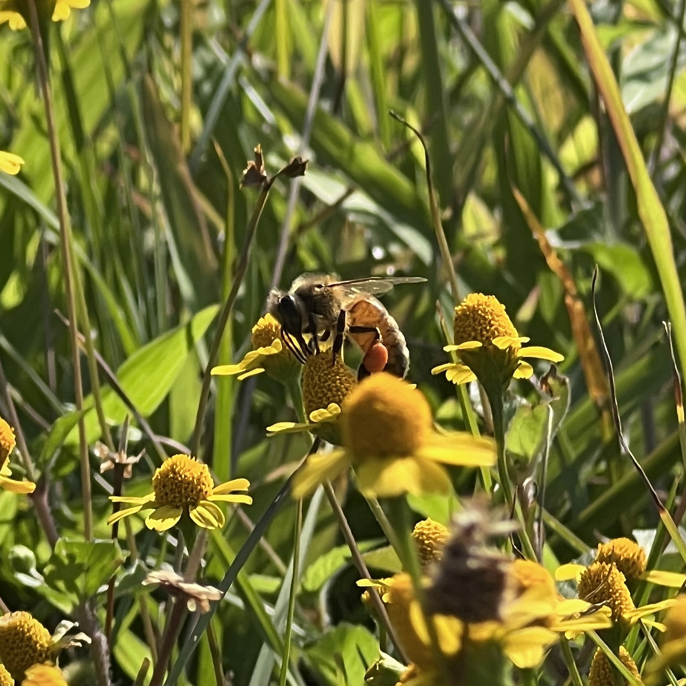 蜜蜂 (待確認)